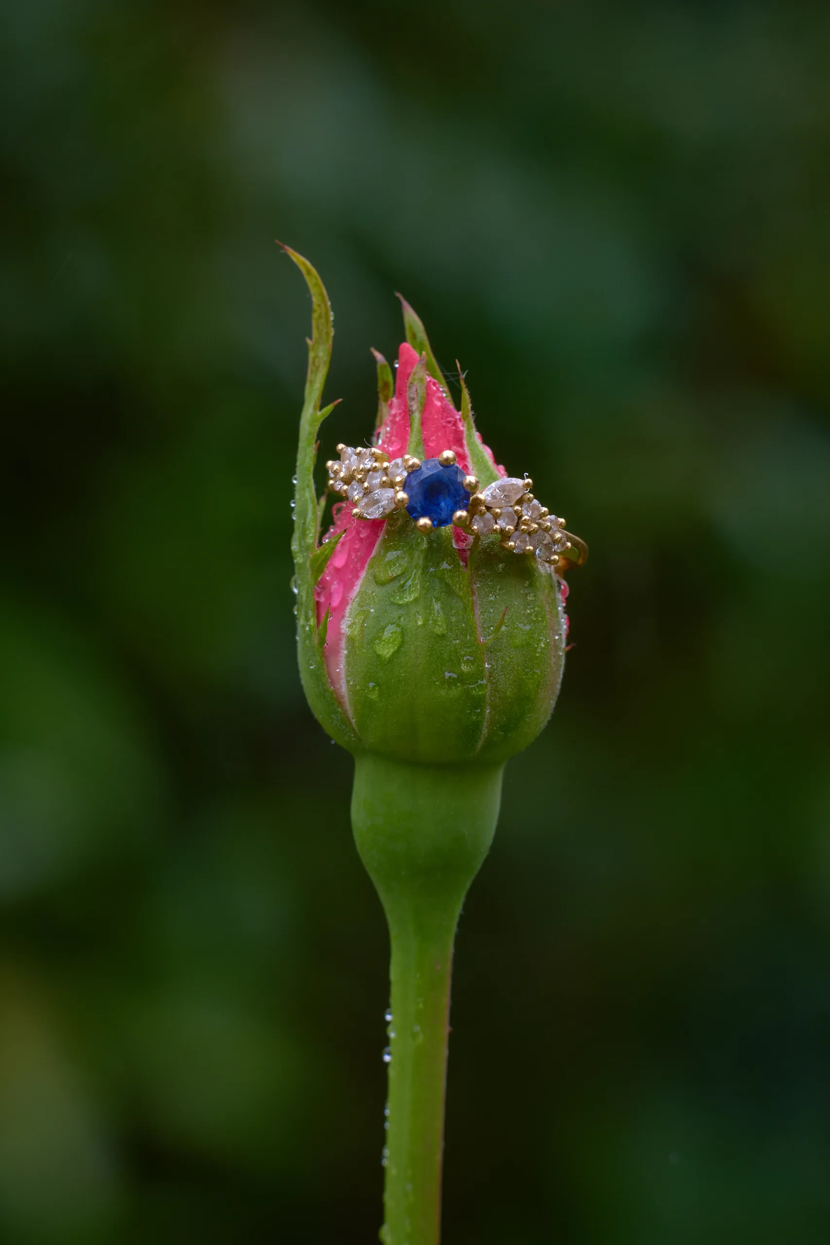 A flower in the château grounds